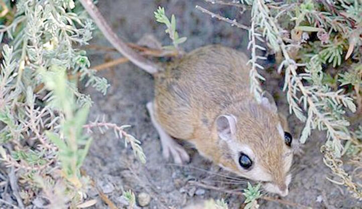 San Bernardino kangaroo rat